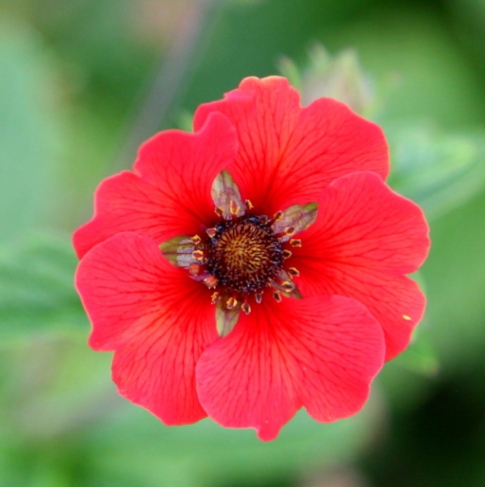 Product options image