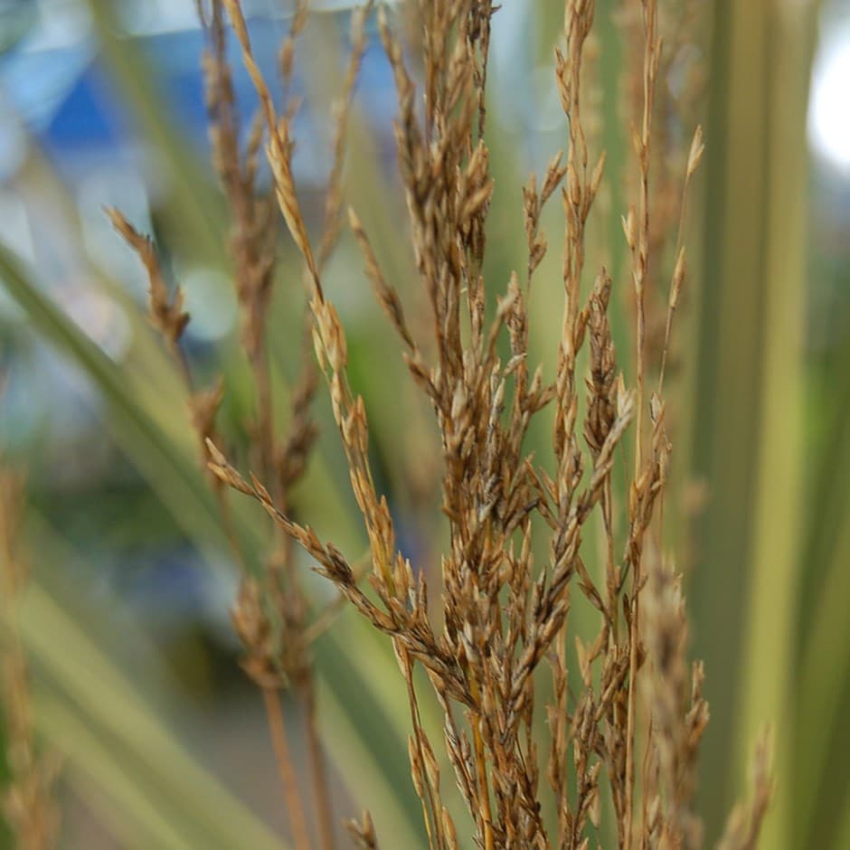 <i>Molinia caerulea</i> subsp. <i>caerulea</i> 'Heidebraut'