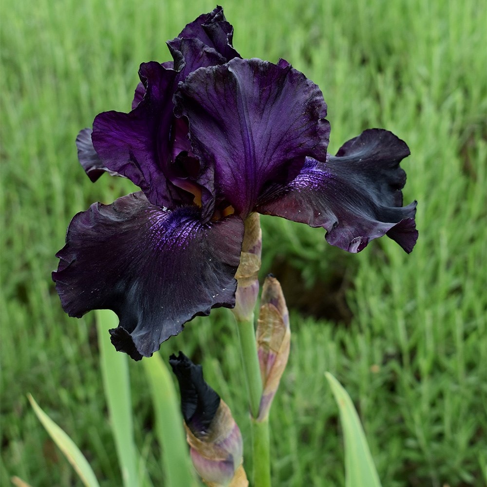 <i>Iris</i> 'Superstition'
