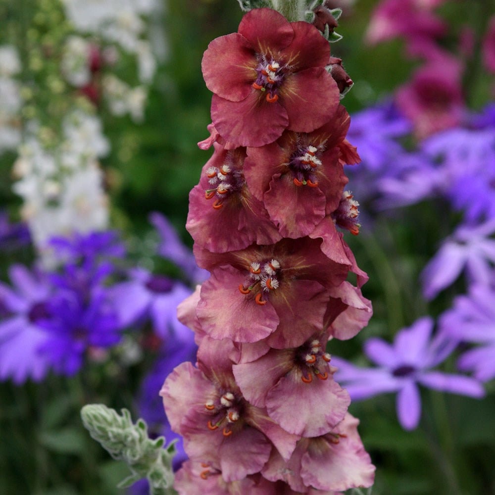 Product options image