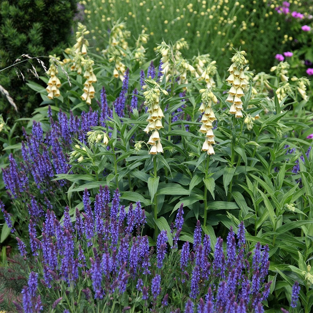 <i>Digitalis grandiflora</i> 