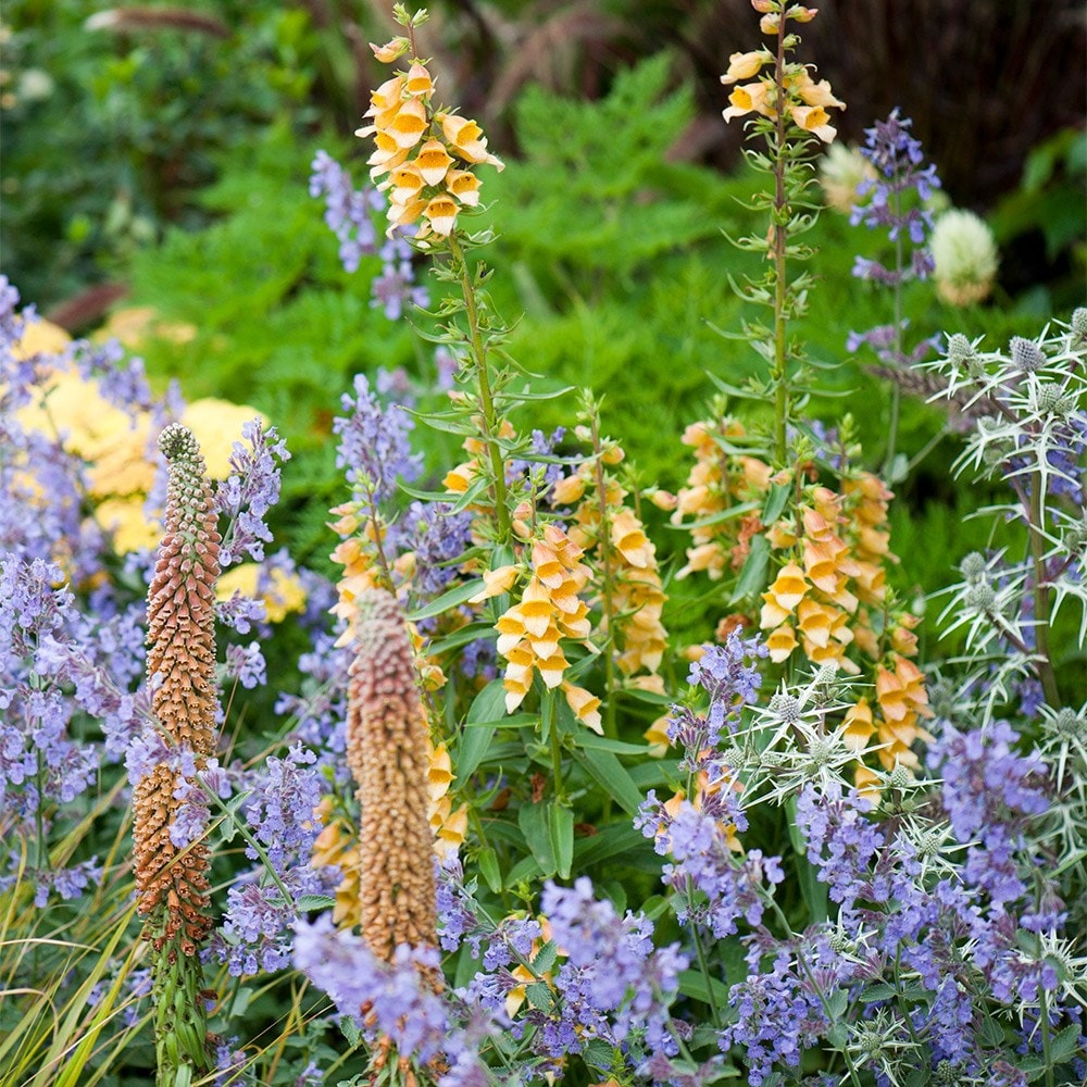 <i>Digitalis grandiflora</i> 