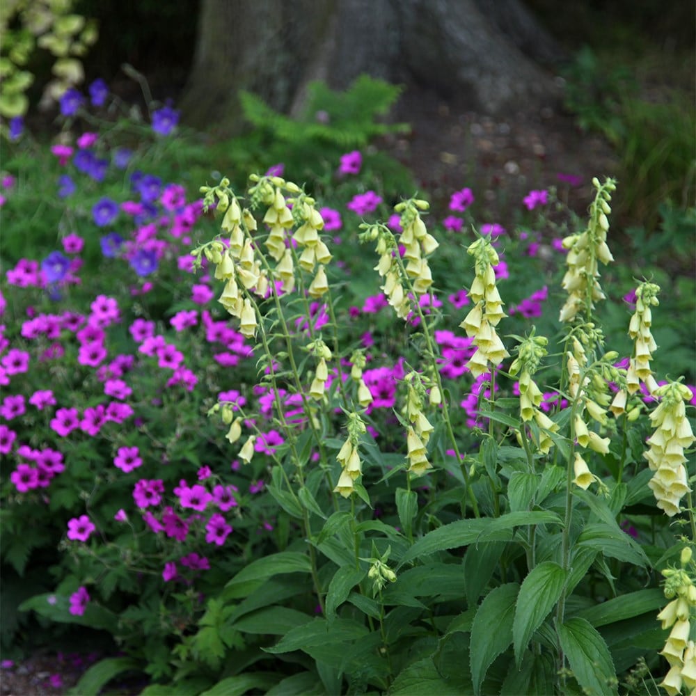 <i>Digitalis grandiflora</i> 