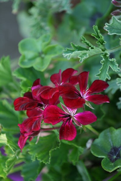 Pelargonium Choun Cho