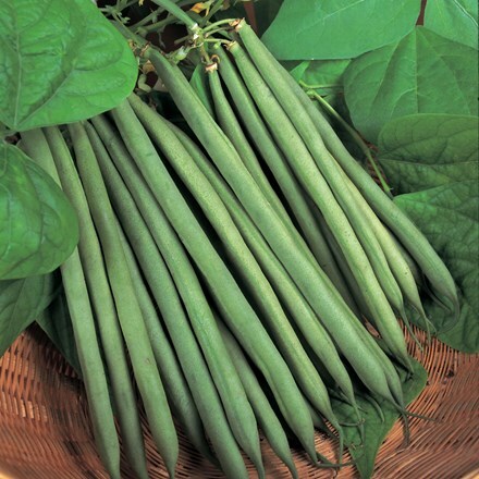 Picture of dwarf French bean Sprite