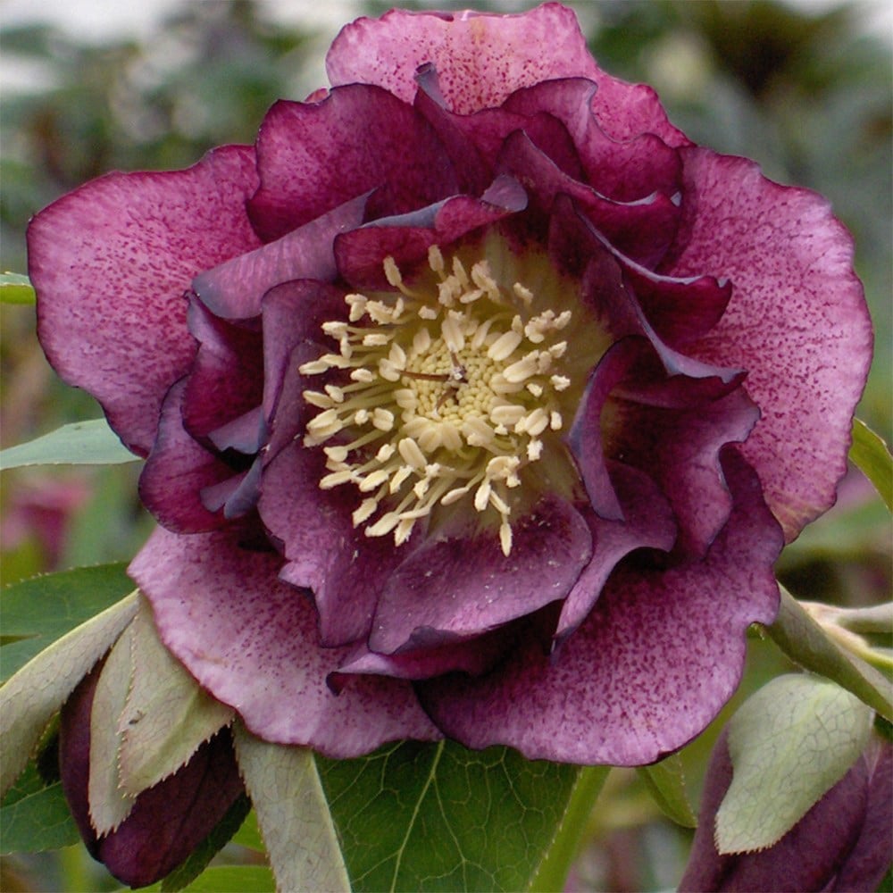 Product options image