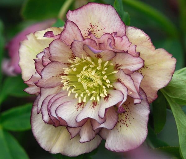 Helleborus × hybridus Double Ellen Picotee