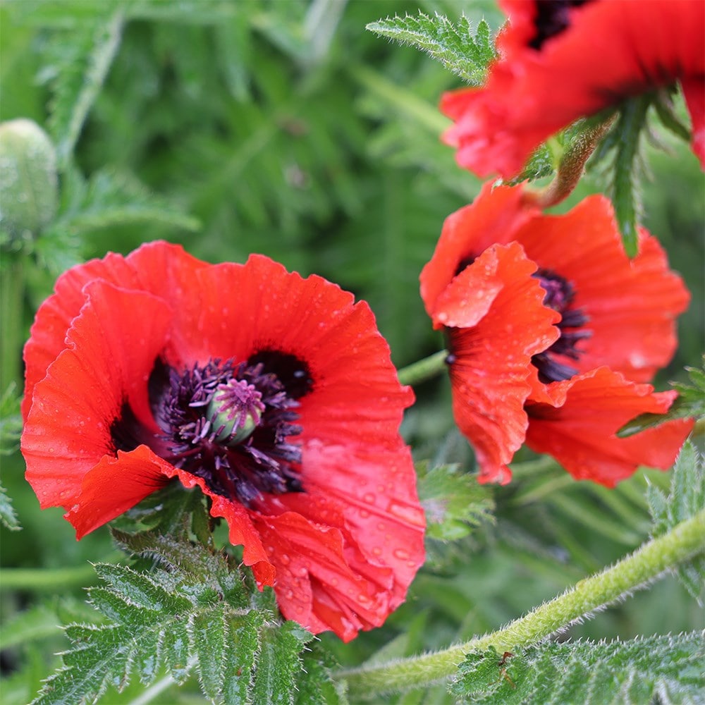 oriental poppy