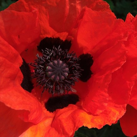 Papaver (Oriental Group) Beauty of Livermere