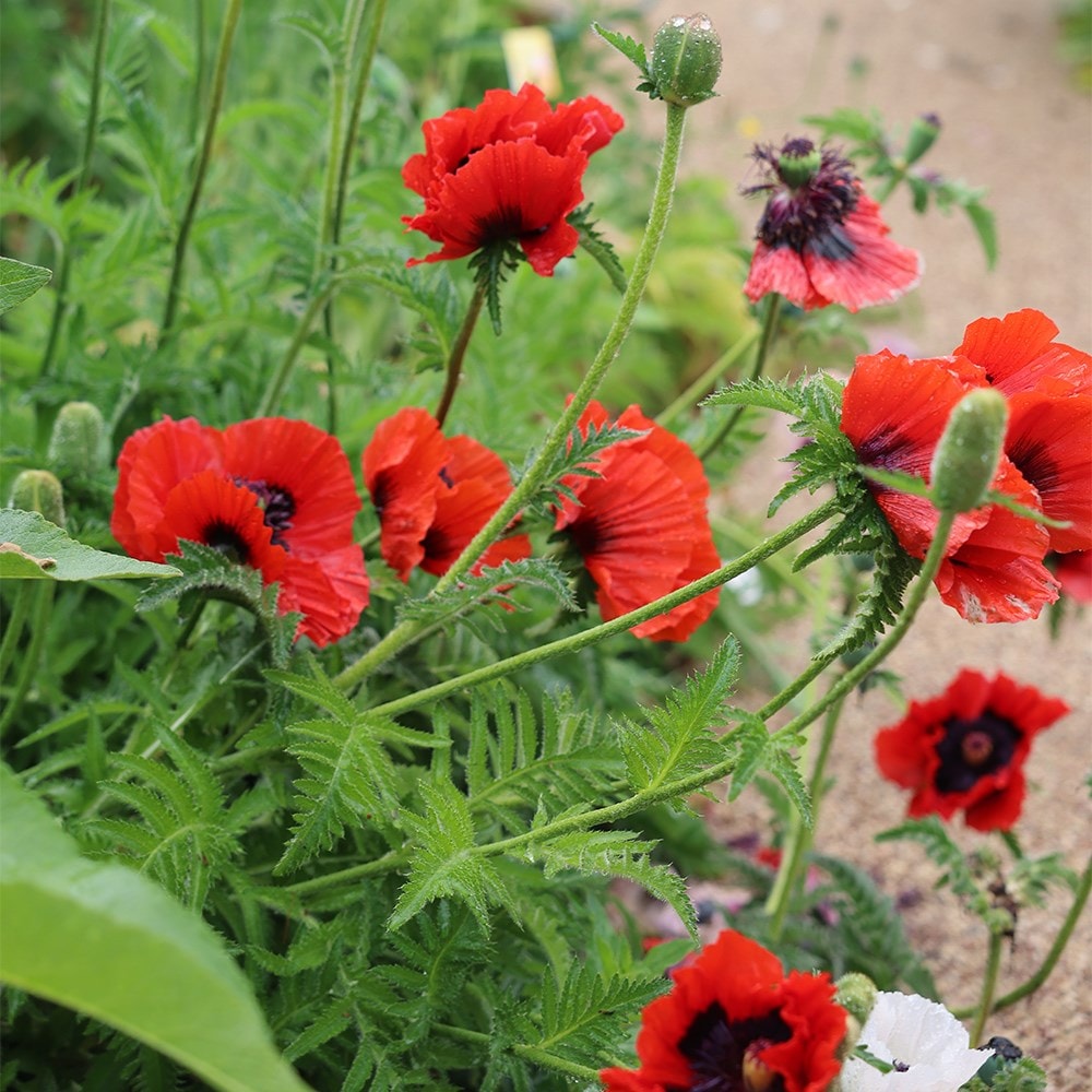 <i>Papaver</i> (Oriental Group) 'Beauty of Livermere'