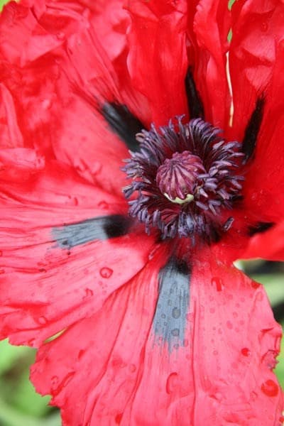 Papaver (Oriental Group) Beauty of Livermere