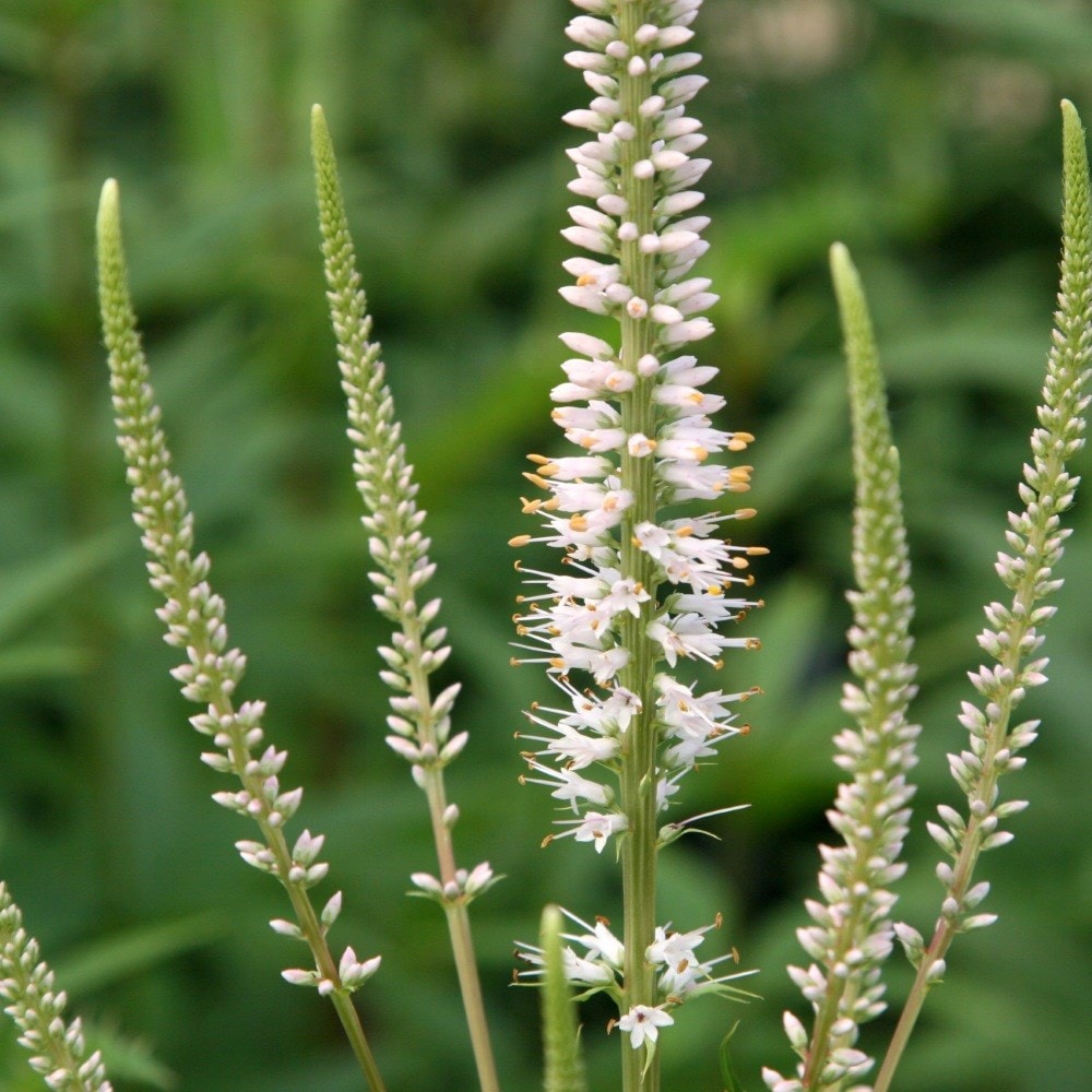 Product options image