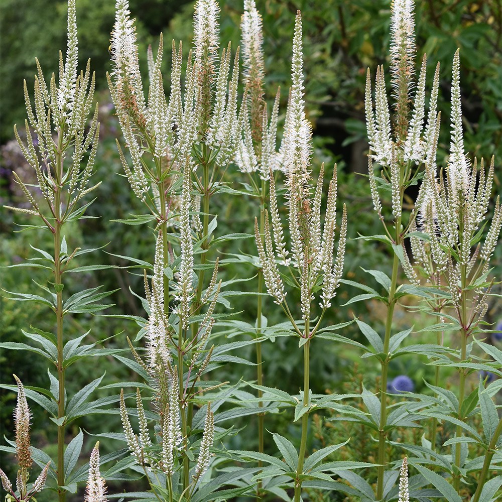 <i>Veronicastrum virginicum</i> 'Album'