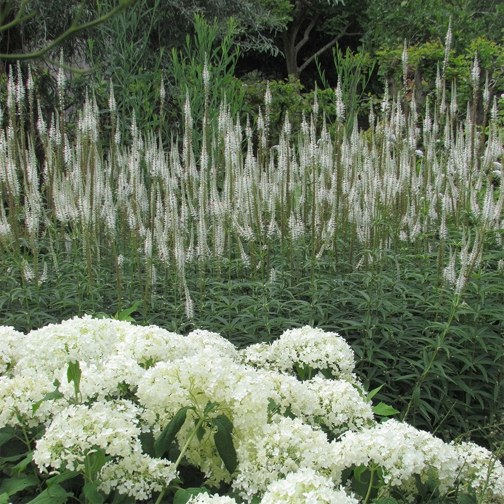 <i>Veronicastrum virginicum</i> 'Album'