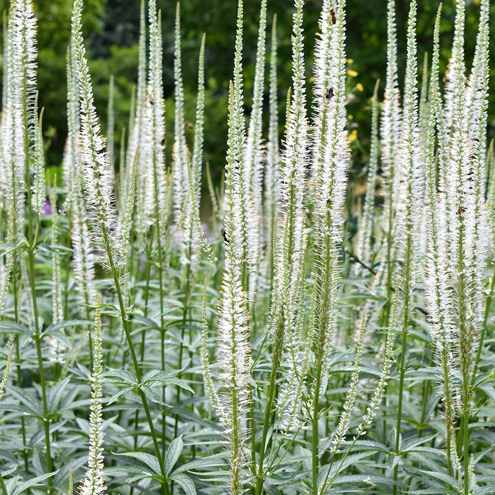<i>Veronicastrum virginicum</i> 'Album'