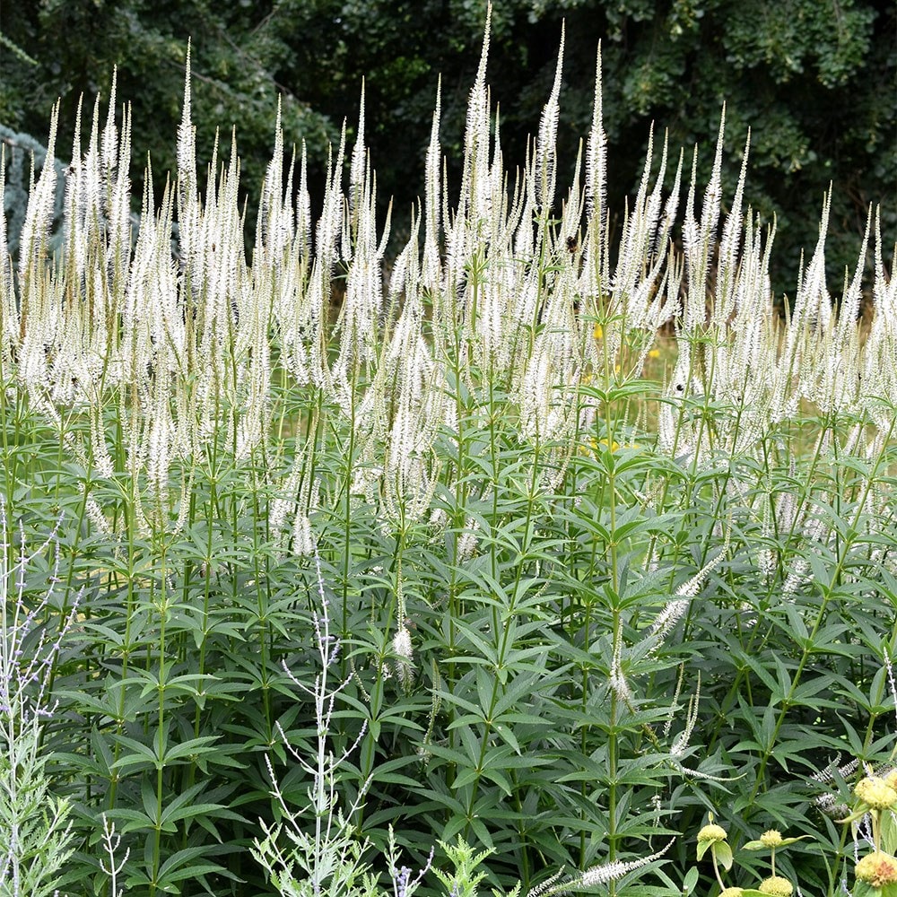 <i>Veronicastrum virginicum</i> 'Album'