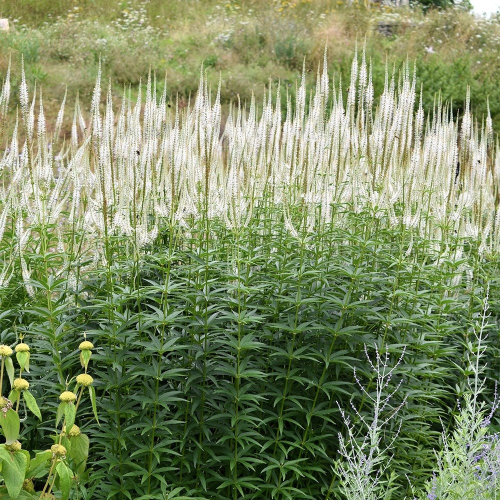 <i>Veronicastrum virginicum</i> 'Album'