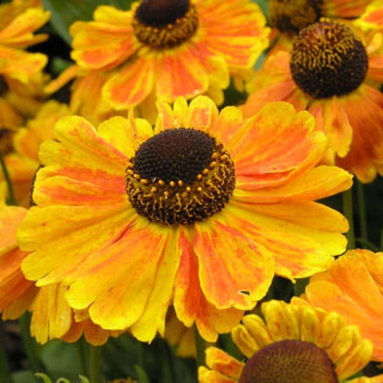 Buy sneezeweed Helenium Sahin's Early Flowerer: £6.99 Delivery by Crocus