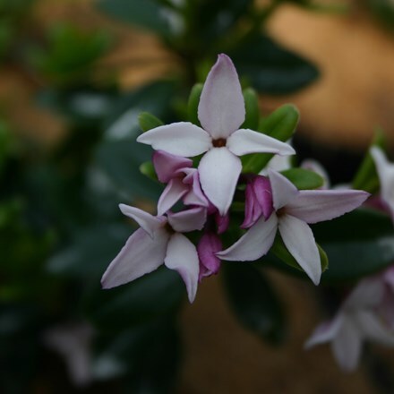 Picture of Daphne tangutica