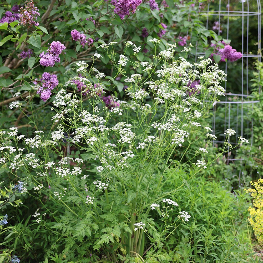 <i>Anthriscus sylvestris</i> 