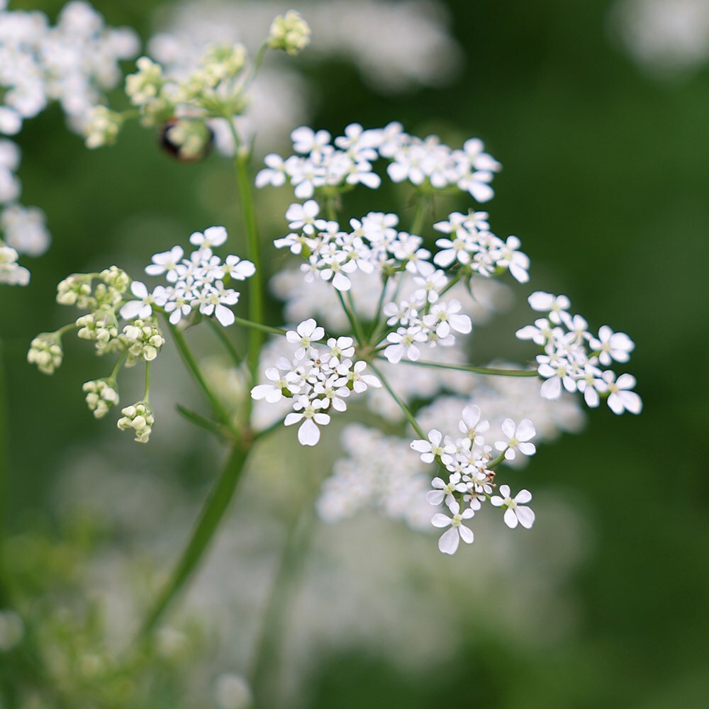 <i>Anthriscus sylvestris</i> 