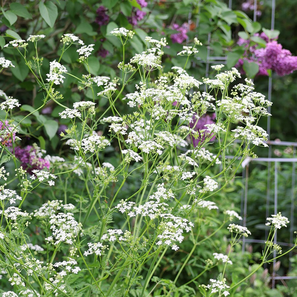 <i>Anthriscus sylvestris</i> 