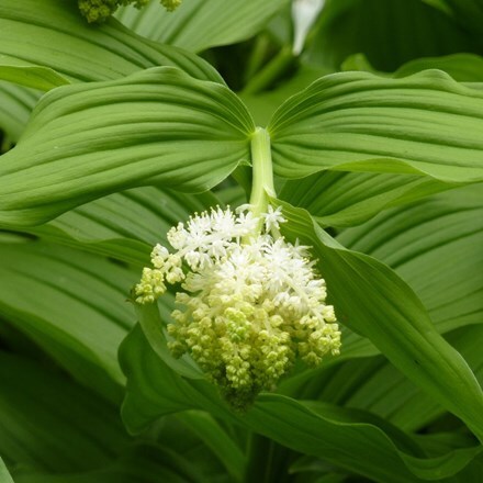 Picture of Maianthemum racemosum