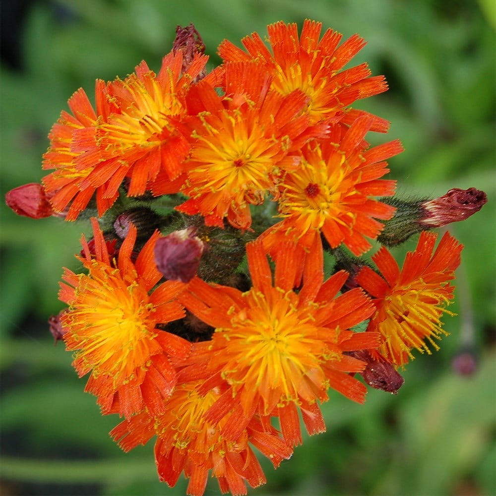 <i>Pilosella aurantiaca</i> 