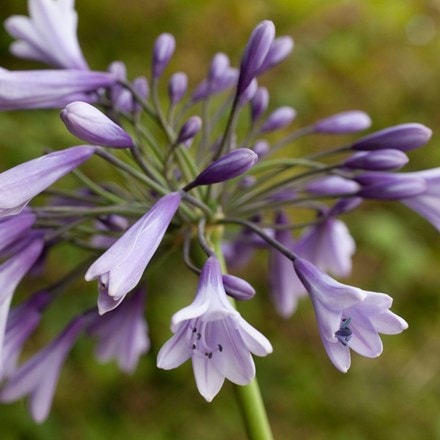 Picture of Agapanthus Liam's Lilac