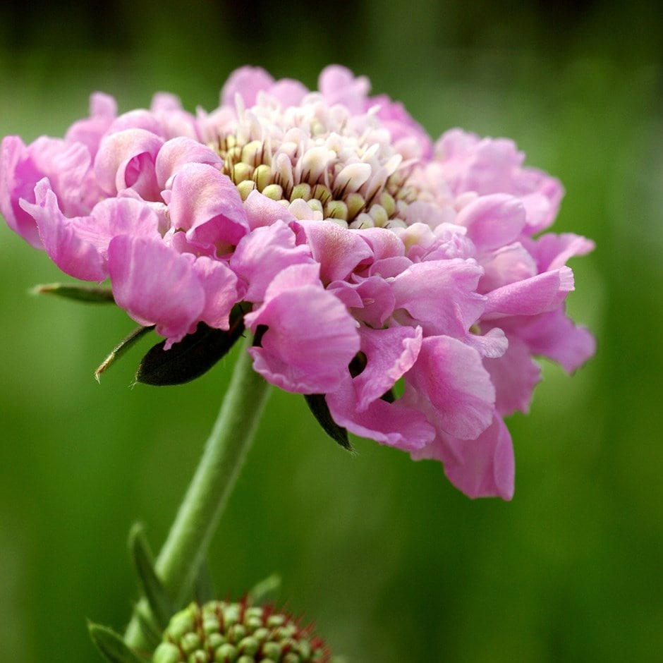 pincushion flower or scabious