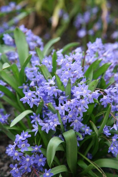 Scilla luciliae (Boiss.) Speta