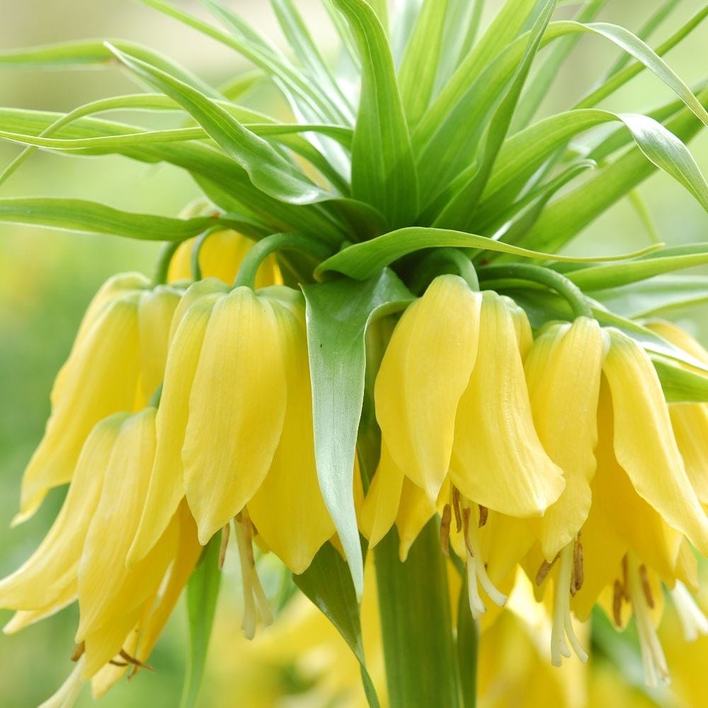 Product options image