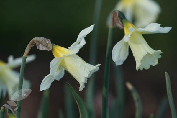 <i>Narcissus</i> 'W.P. Milner'