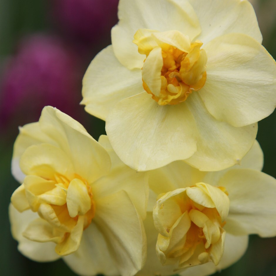 Buy Double Daffodil Bulbs Narcissus Yellow Cheerfulness 4 49 Delivery By Crocus