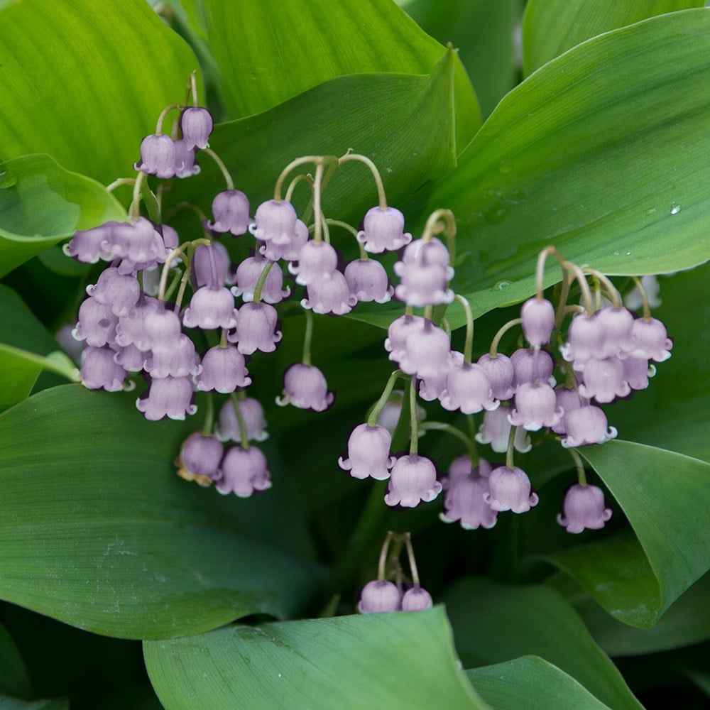 Product options image