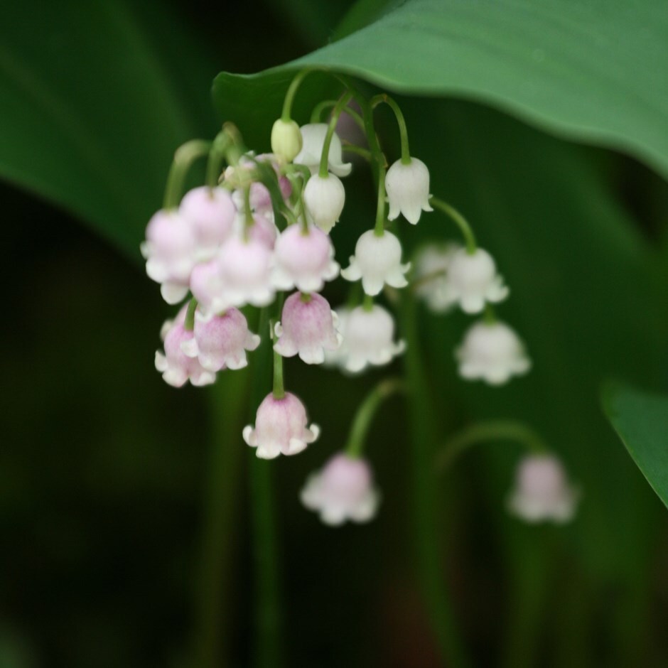 Lily Of The Valley 'Rosea' from Burncoose Nurseries
