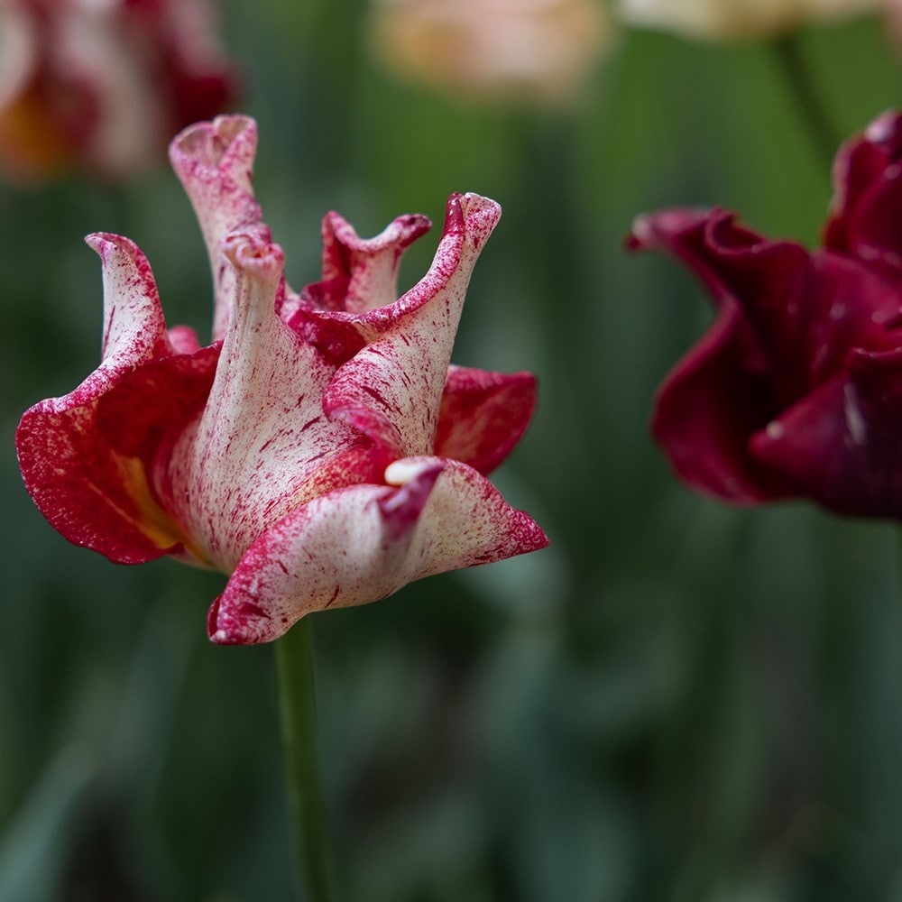 <i>Tulipa</i> 'Striped Crown'