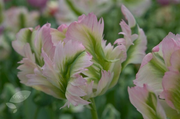 <i>Tulipa</i> 'Green Wave'