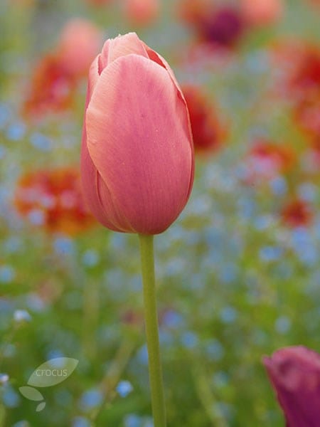 <i>Tulipa</i> 'Menton'