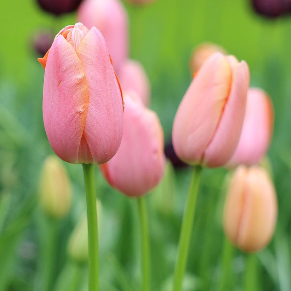 <i>Tulipa</i> 'Menton'
