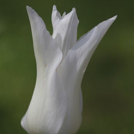 Tulipa Tres Chic