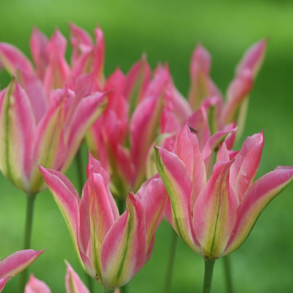 viridiflora tulip bulbs