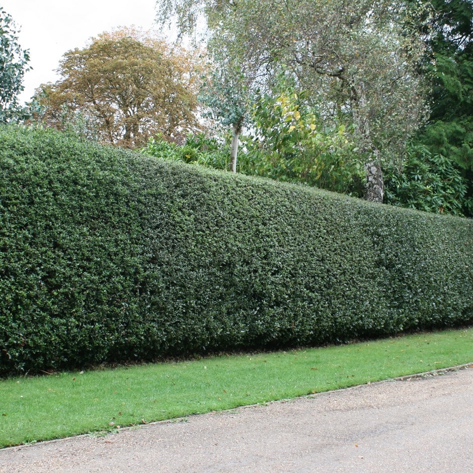 Ilex aquifolium - Holly hedging