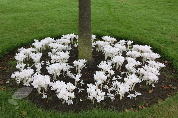 <i>Colchicum autumnale</i> 'Album'