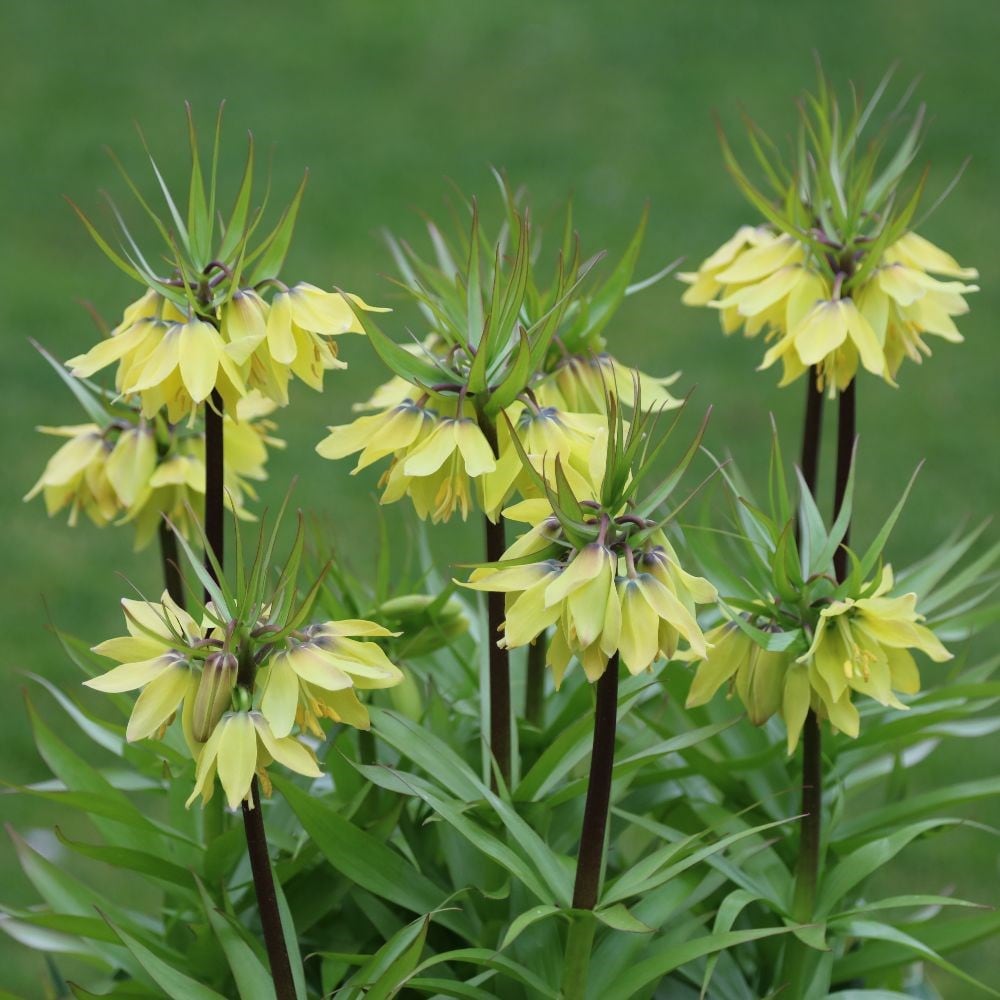 Product options image