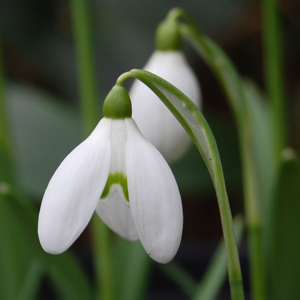 Product options image