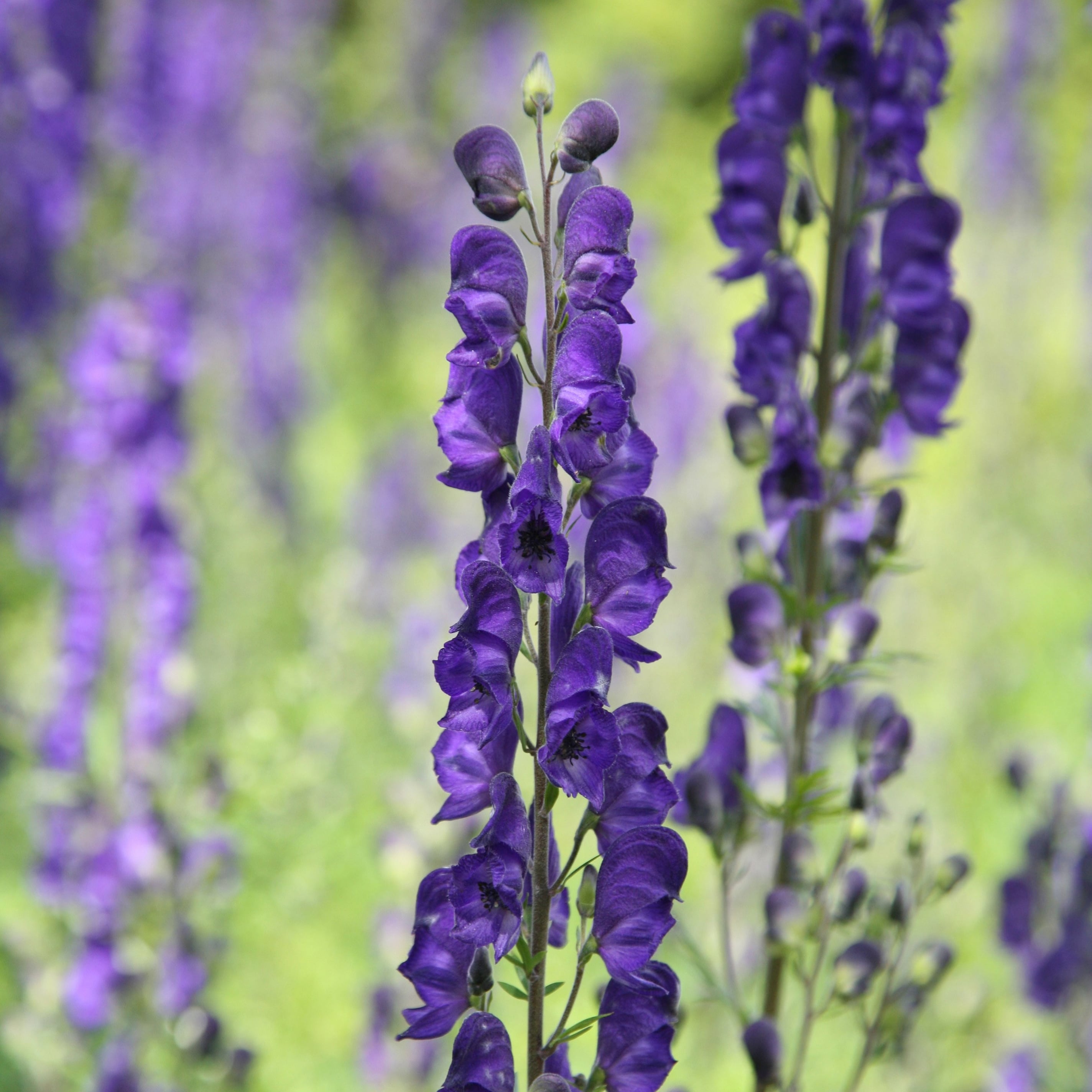 Product options image