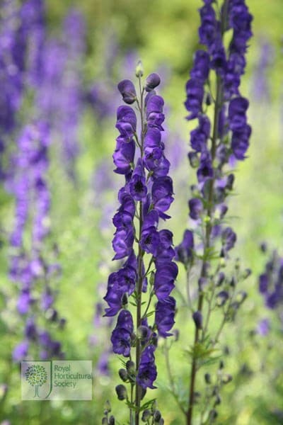 Aconitum napellus
