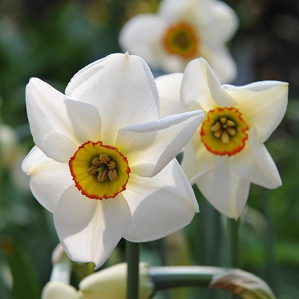 <I>Narcissus poeticus</i> var. <i>recurvus</i>