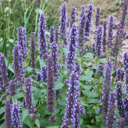 Picture of Agastache Blue Fortune